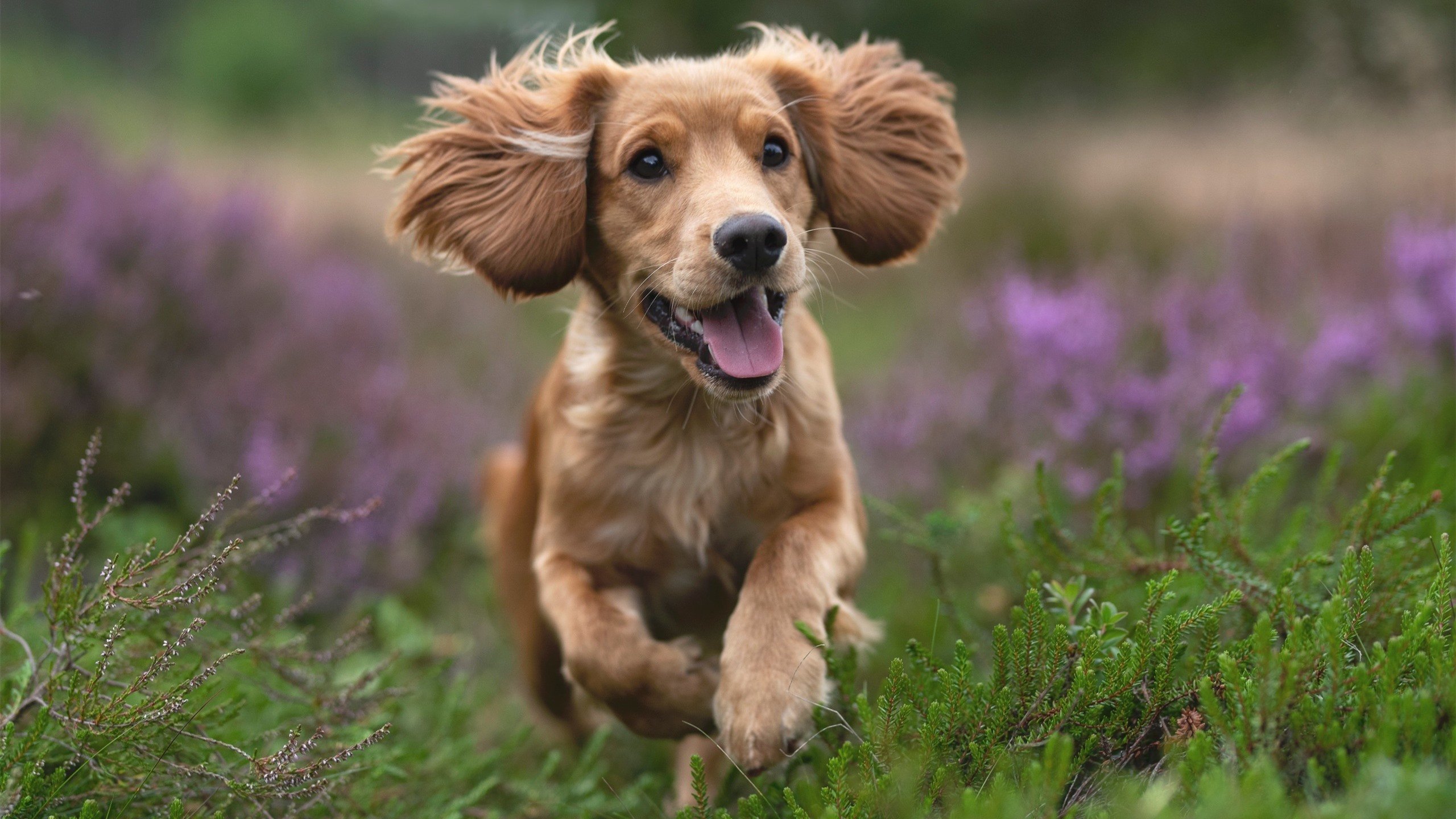 爱游戏app-覃海洋短蛙比赛展现流畅节奏，覃海洋 哪里人